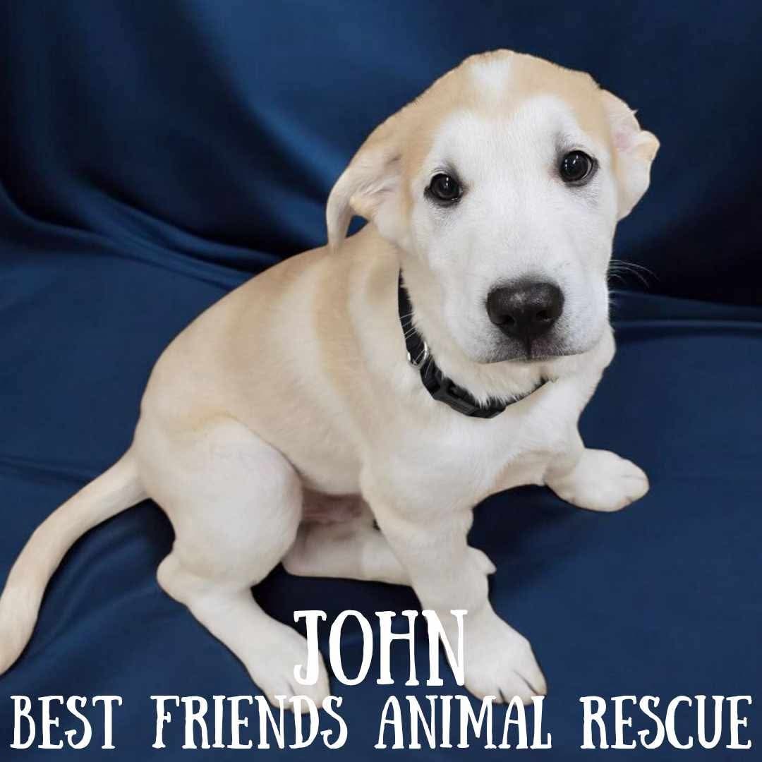 John, an adoptable Husky, Labrador Retriever in Wasilla, AK, 99654 | Photo Image 1