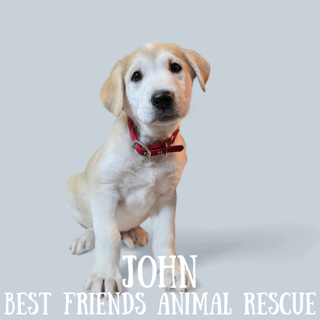 John, an adoptable Husky, Labrador Retriever in Wasilla, AK, 99654 | Photo Image 2