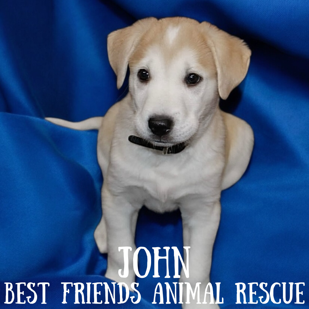 John, an adoptable Husky, Labrador Retriever in Wasilla, AK, 99654 | Photo Image 3