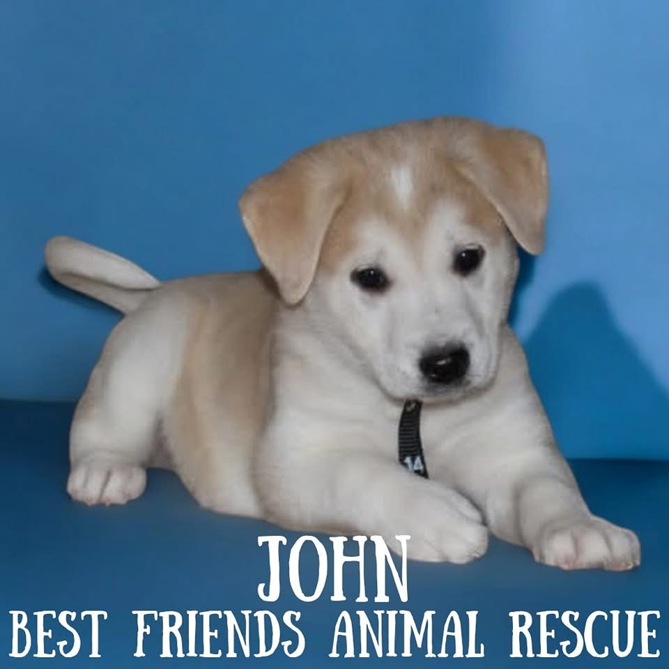 John, an adoptable Husky, Labrador Retriever in Wasilla, AK, 99654 | Photo Image 4