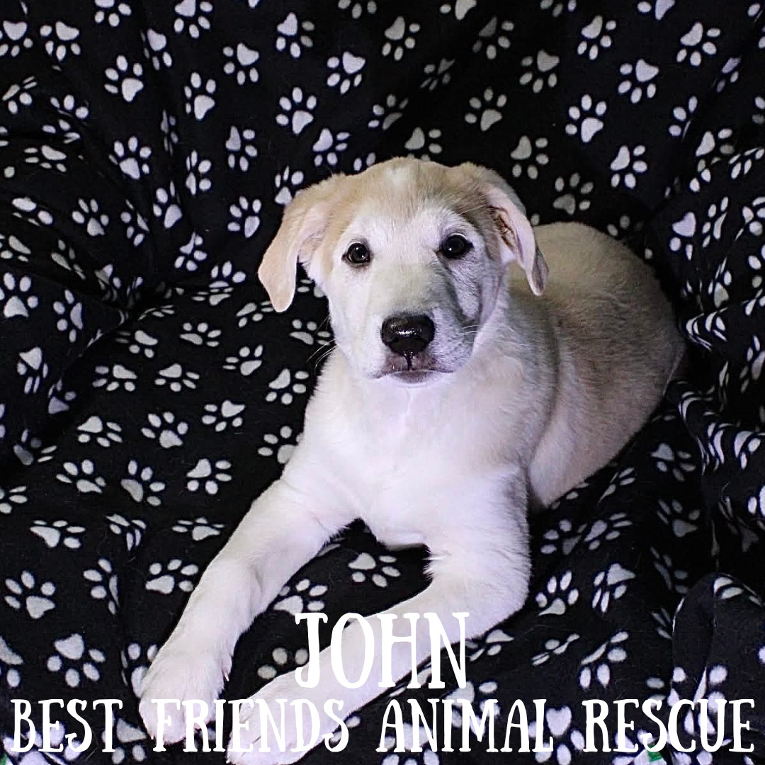 John, an adoptable Husky, Labrador Retriever in Wasilla, AK, 99654 | Photo Image 5