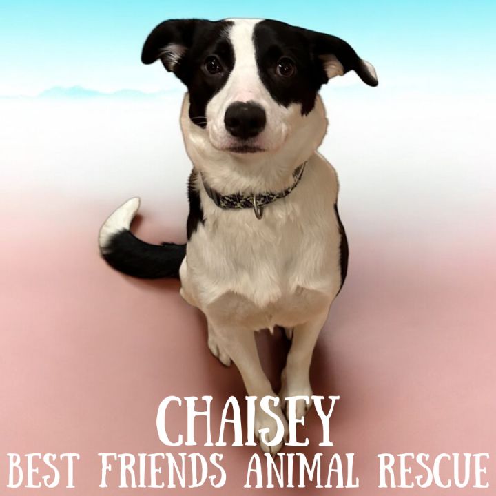 Chaisey 2