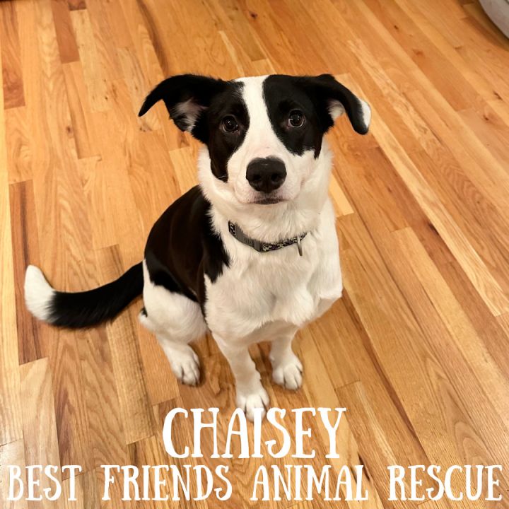 Chaisey 4