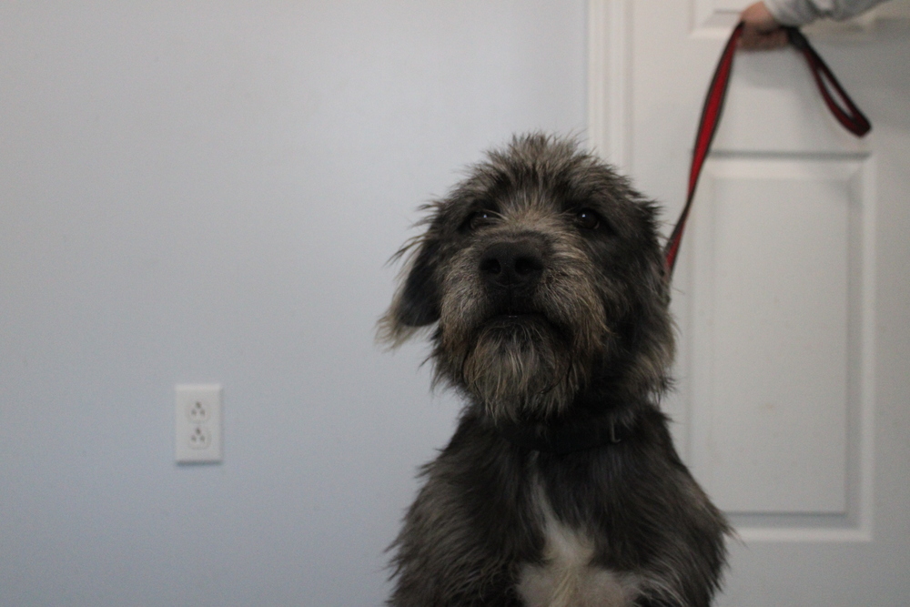 Dudley, an adoptable Aussiedoodle in Linton, IN, 47441 | Photo Image 1