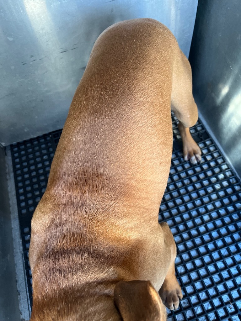 Rex +
