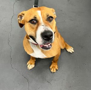 Sandy-Sponsored, Adult Female unknown