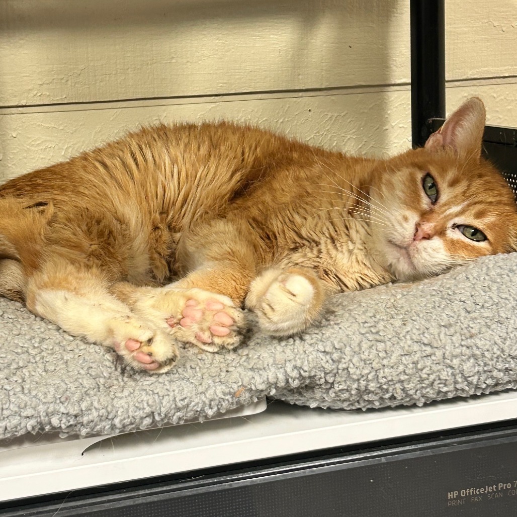 Tiger Lilly, an adoptable Domestic Short Hair in Midland, TX, 79701 | Photo Image 1
