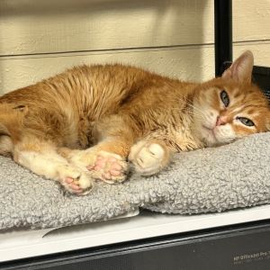 Tiger Lilly, Senior Female Domestic Short Hair