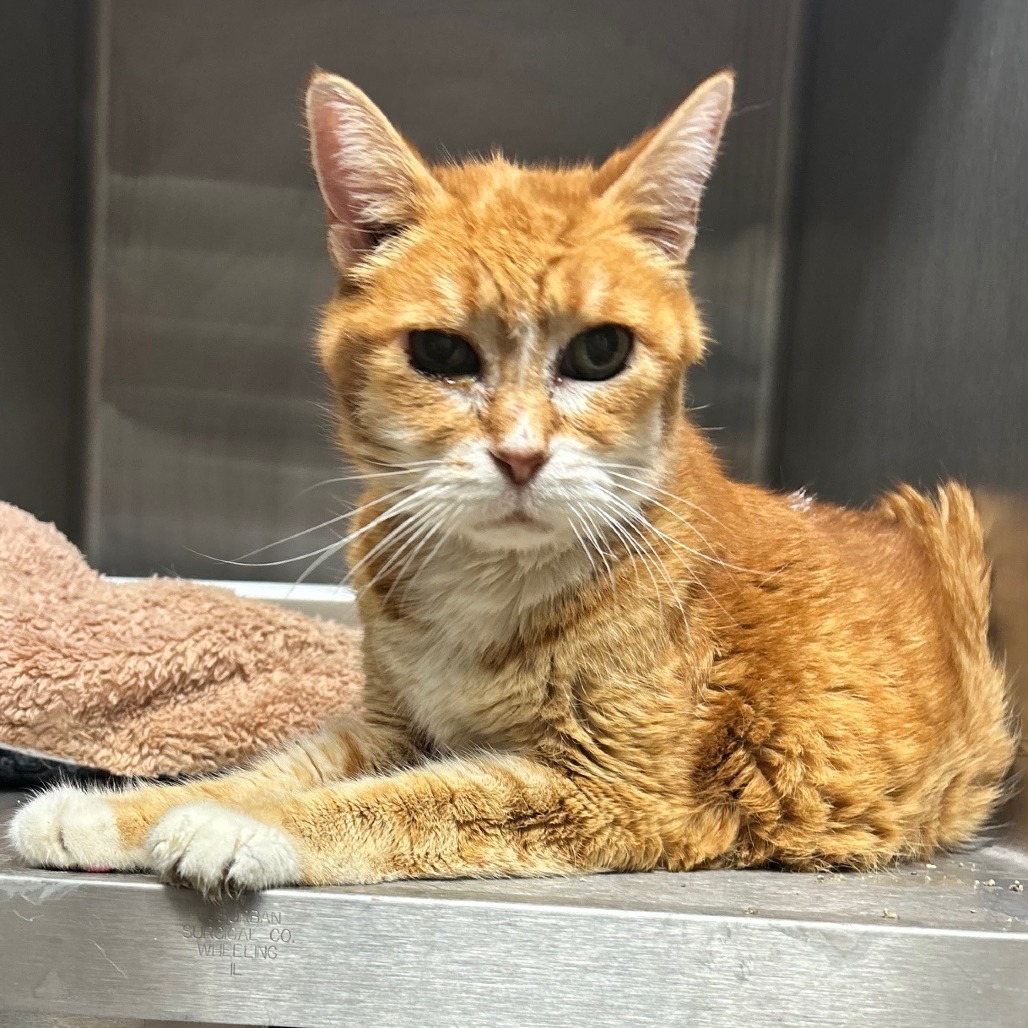 Tiger Lilly, an adoptable Domestic Short Hair in Midland, TX, 79701 | Photo Image 2
