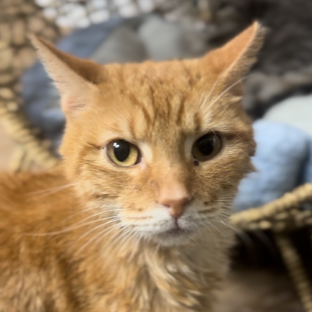 Tiger Lilly, an adoptable Domestic Short Hair in Midland, TX, 79701 | Photo Image 3