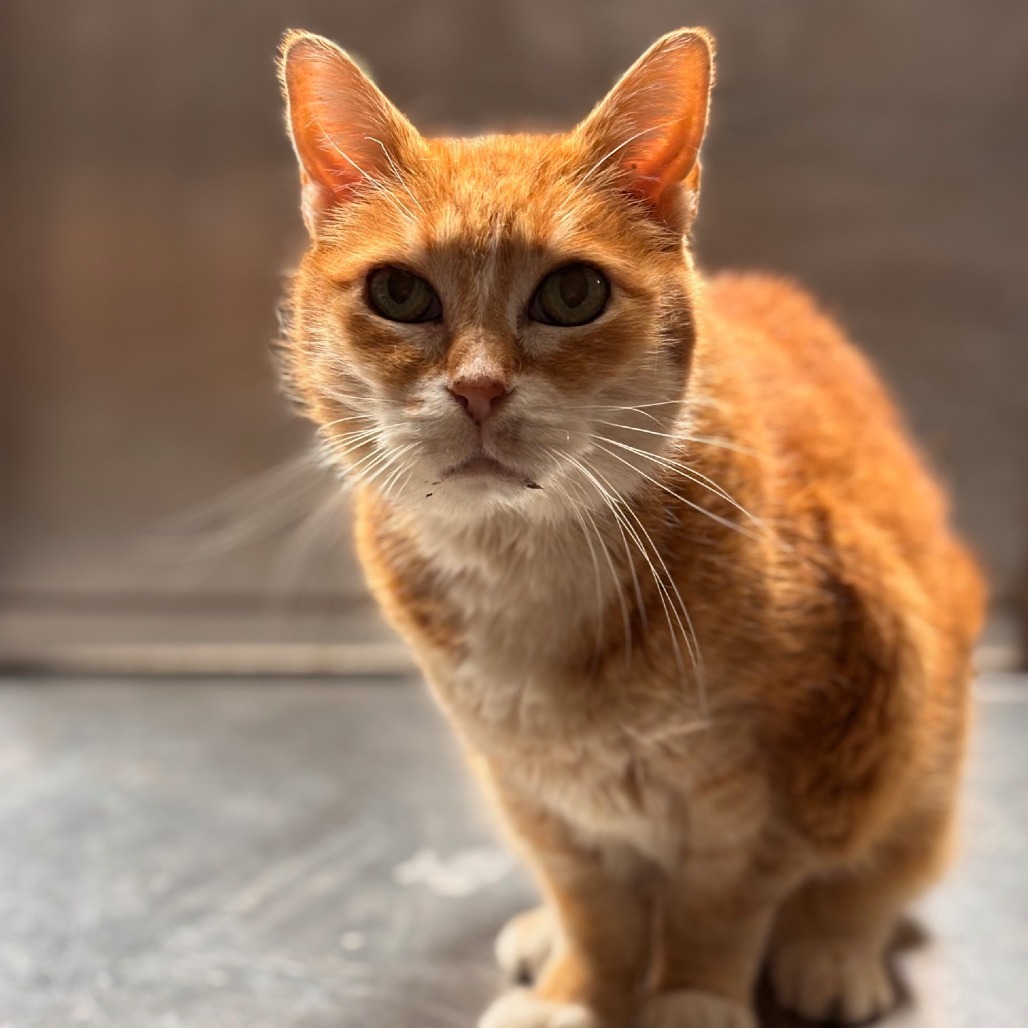 Tiger Lilly, an adoptable Domestic Short Hair in Midland, TX, 79701 | Photo Image 4
