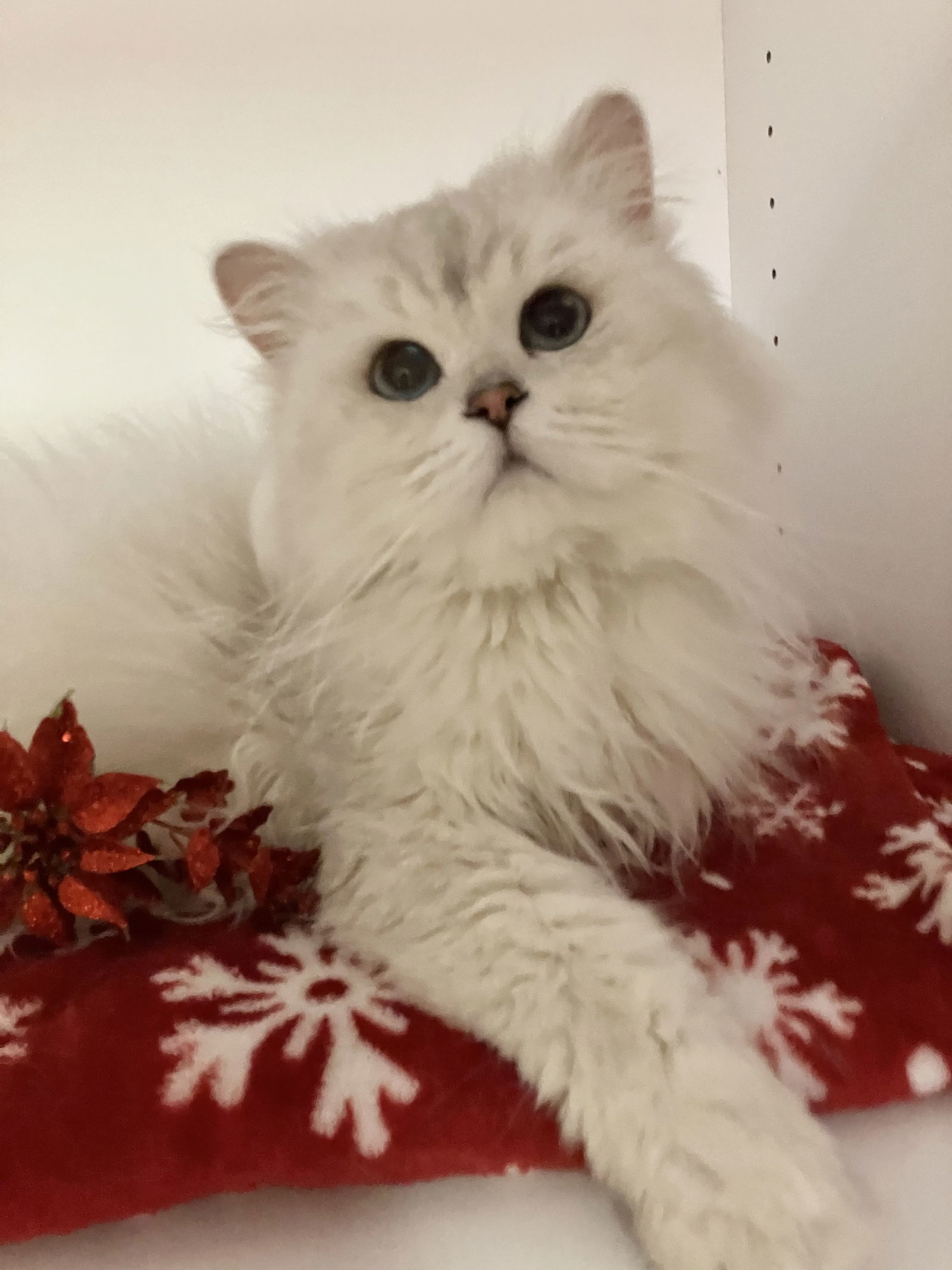 Carson, an adoptable Domestic Long Hair, Persian in Dublin, OH, 43017 | Photo Image 1
