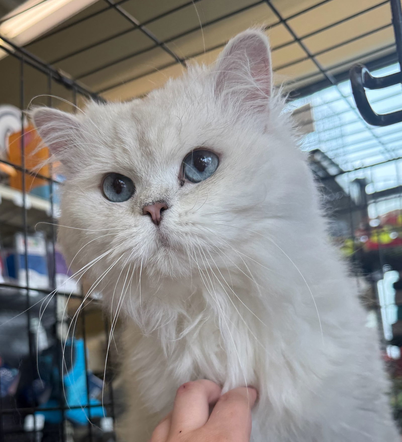 Carson, an adoptable Domestic Long Hair, Persian in Dublin, OH, 43017 | Photo Image 1