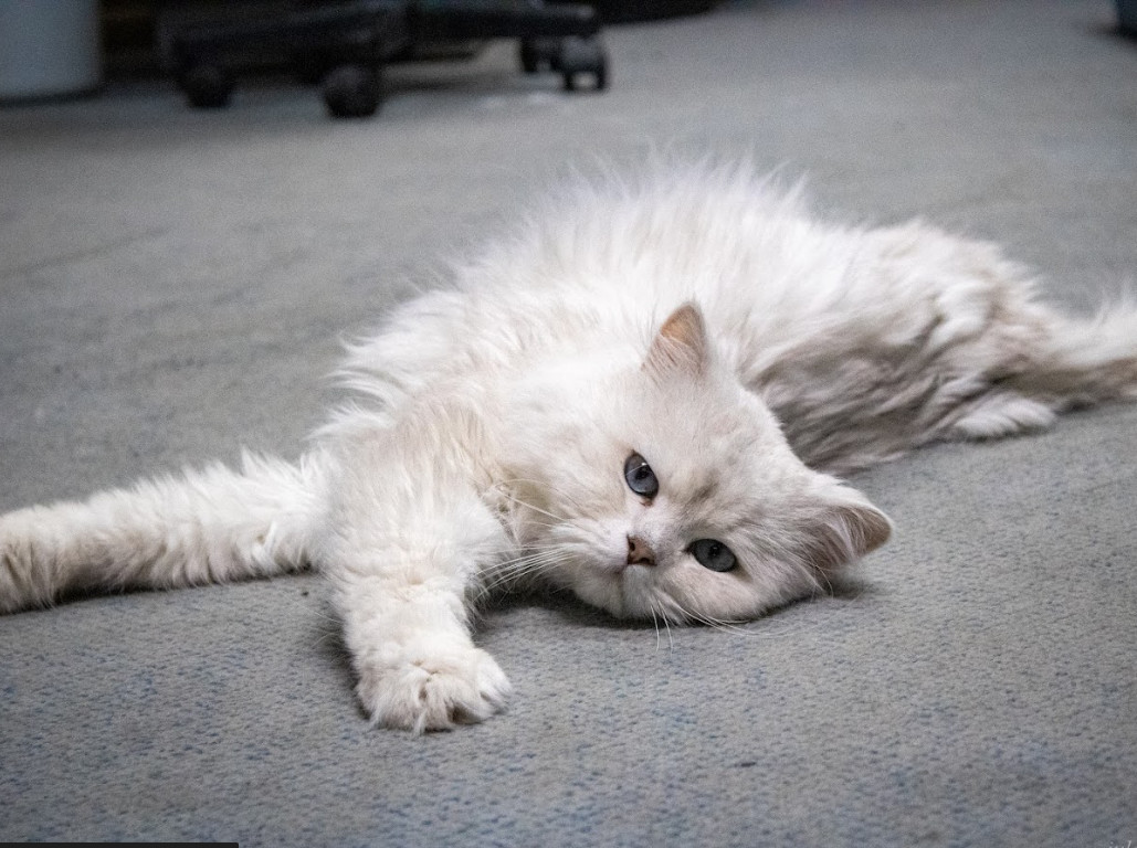 Carson, an adoptable Domestic Long Hair, Persian in Dublin, OH, 43017 | Photo Image 2