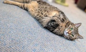 Lena, Adult Female Tabby