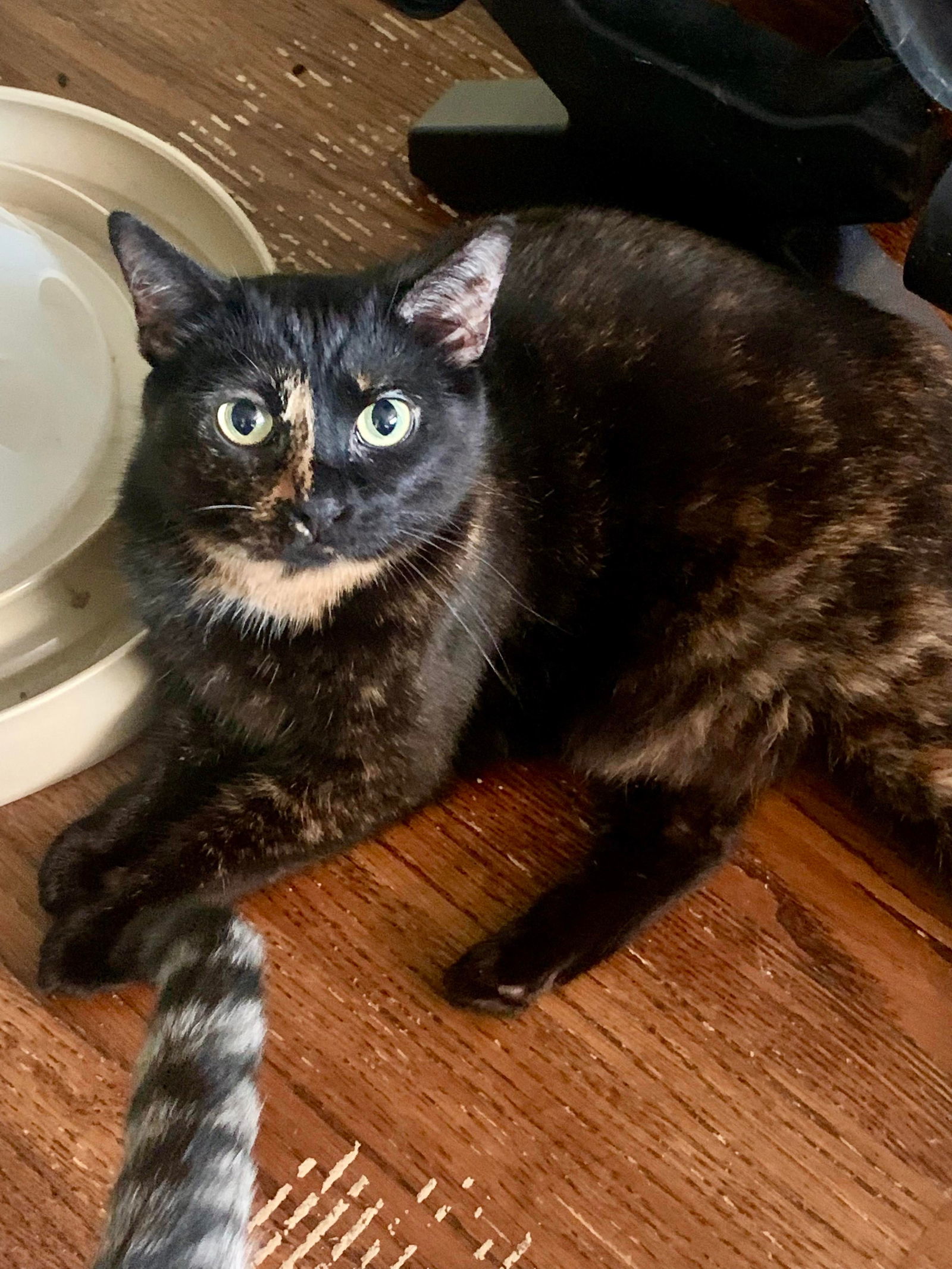 ESTELLE, an adoptable Tortoiseshell in Southaven, MS, 38672 | Photo Image 3
