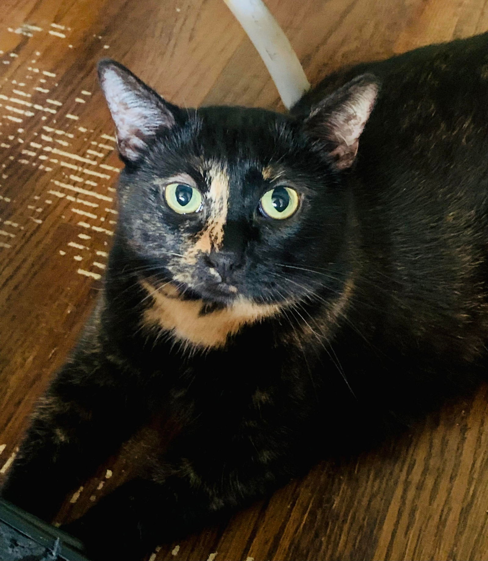ESTELLE, an adoptable Tortoiseshell in Southaven, MS, 38672 | Photo Image 2