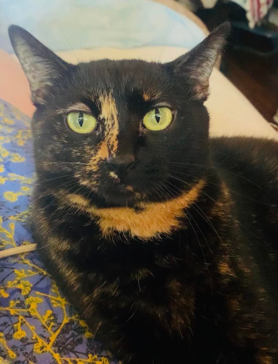 Estelle, an adoptable Tortoiseshell in Southaven, MS, 38672 | Photo Image 1