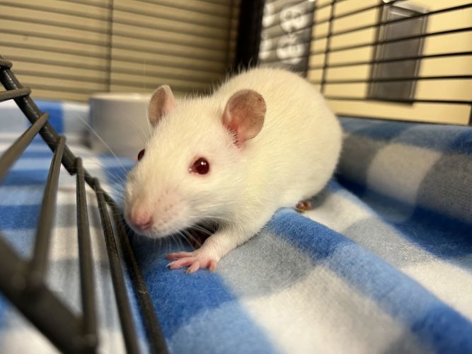 Rat for adoption - 2412-1180 Zoolander, a Rat in Virginia Beach, VA ...