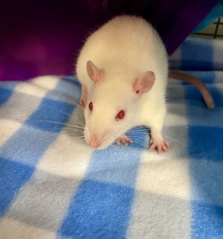 Rat for adoption - 2412-1180 Zoolander, a Rat in Virginia Beach, VA ...