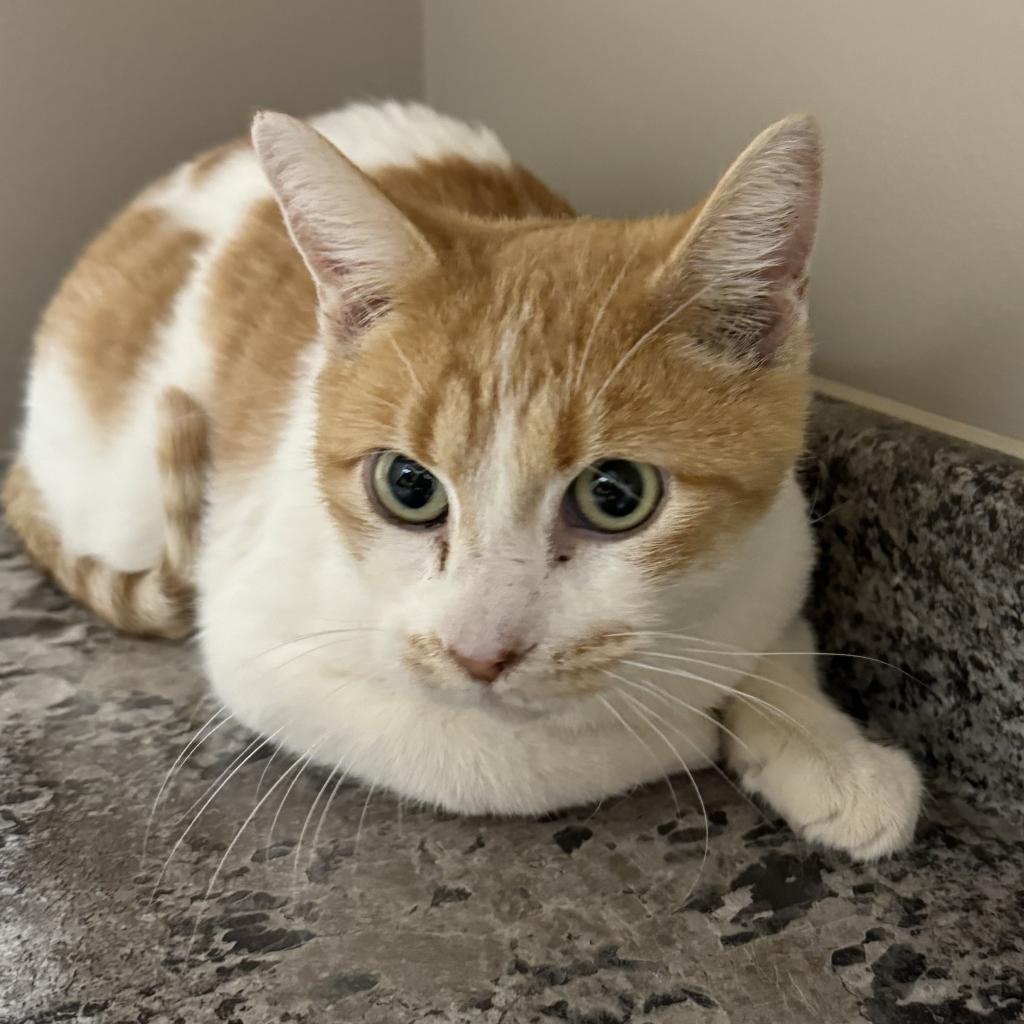Sydney, an adoptable Domestic Short Hair in Wadena, MN, 56482 | Photo Image 1