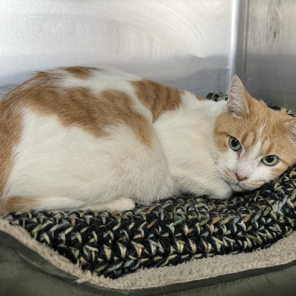 Sydney, an adoptable Domestic Short Hair in Wadena, MN, 56482 | Photo Image 2