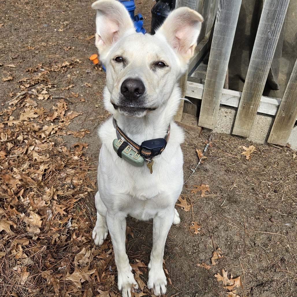 Titan, an adoptable German Shepherd Dog in Wadena, MN, 56482 | Photo Image 1