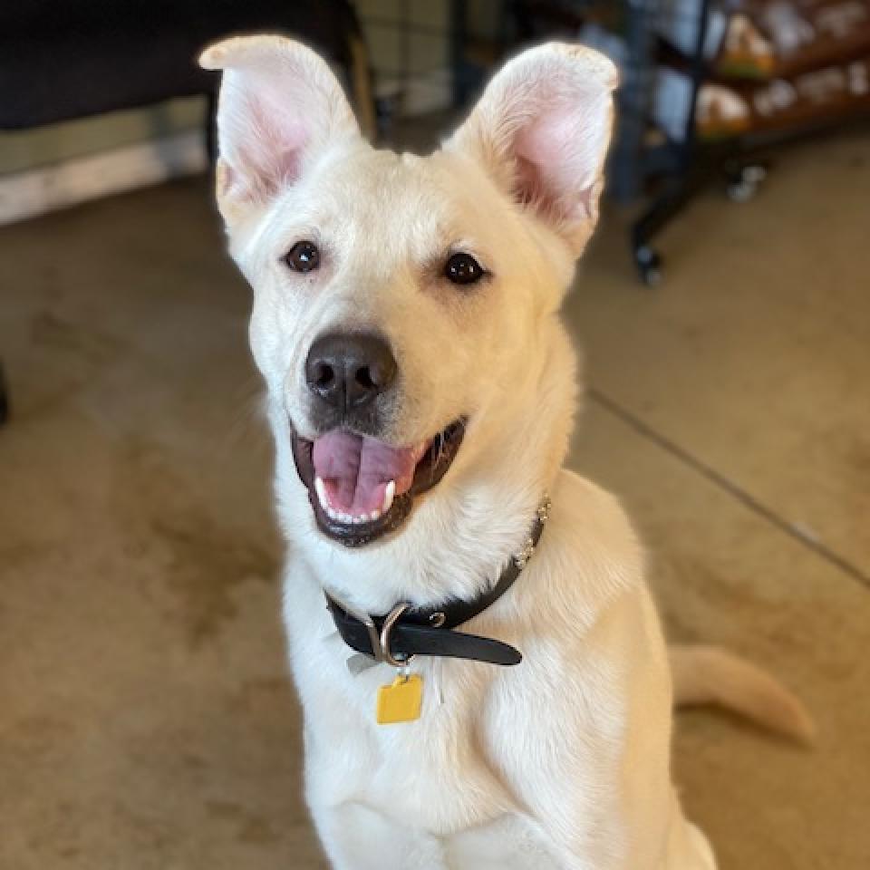 Titan, an adoptable German Shepherd Dog in Wadena, MN, 56482 | Photo Image 2