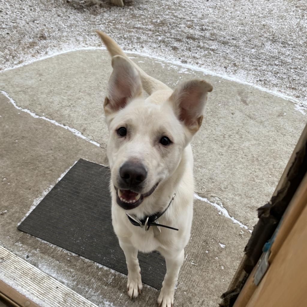 Titan, an adoptable German Shepherd Dog in Wadena, MN, 56482 | Photo Image 4
