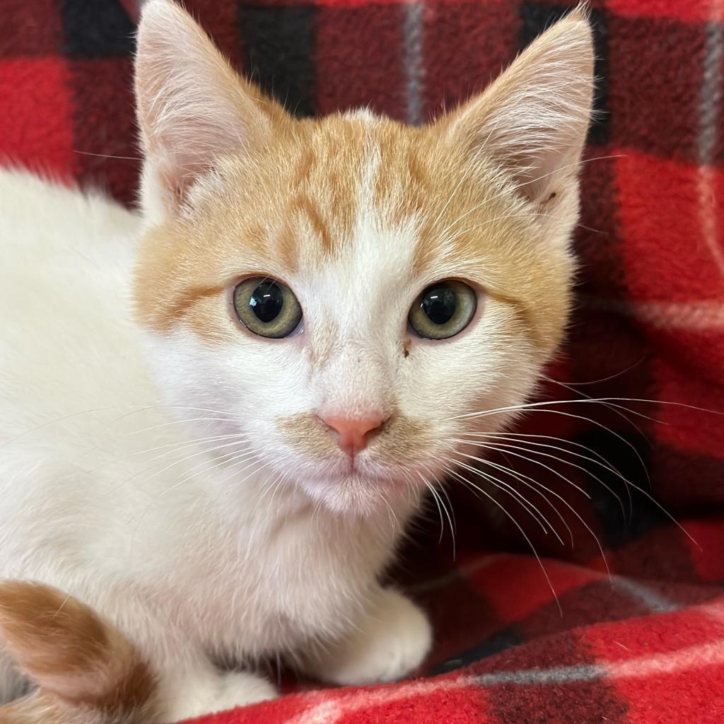 Stache, an adoptable Domestic Short Hair in Wadena, MN, 56482 | Photo Image 2