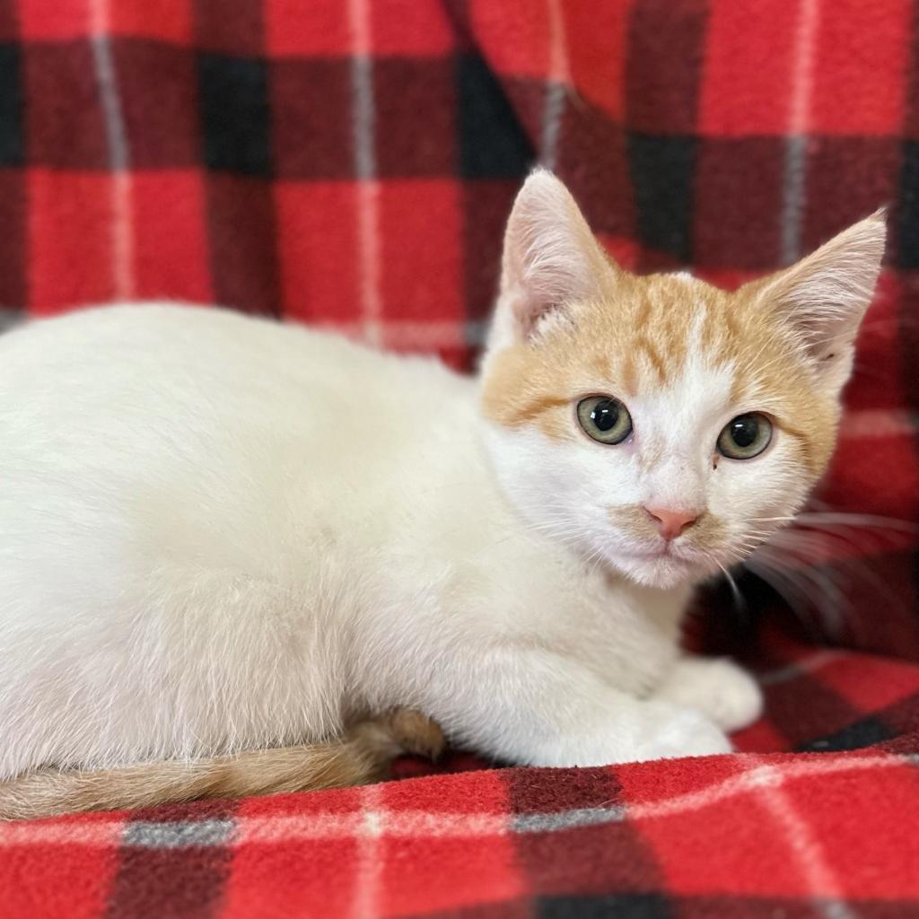 Stache, an adoptable Domestic Short Hair in Wadena, MN, 56482 | Photo Image 3