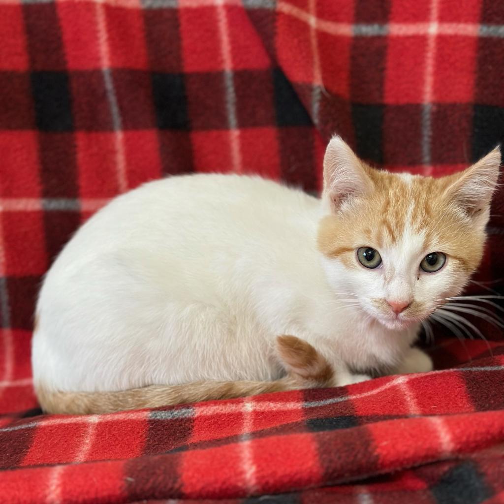 Stache, an adoptable Domestic Short Hair in Wadena, MN, 56482 | Photo Image 4