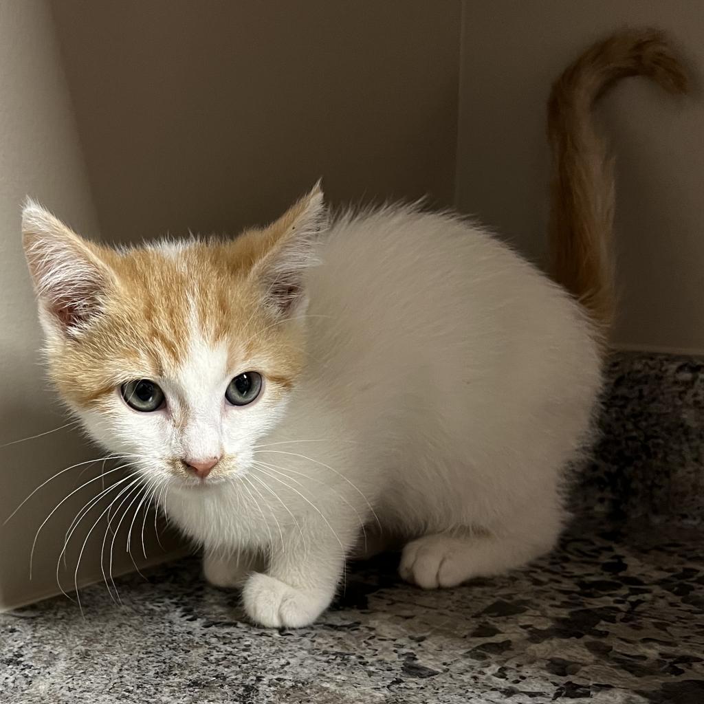 Stache, an adoptable Domestic Short Hair in Wadena, MN, 56482 | Photo Image 5