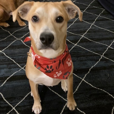 Thatcher, an adoptable Yellow Labrador Retriever in Wadena, MN, 56482 | Photo Image 1