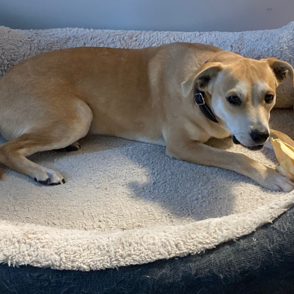 Thatcher, an adoptable Yellow Labrador Retriever in Wadena, MN, 56482 | Photo Image 3