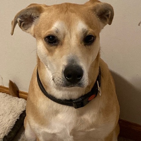 Thatcher, an adoptable Yellow Labrador Retriever in Wadena, MN, 56482 | Photo Image 4