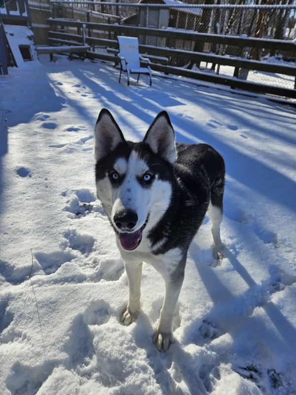 Ivan
