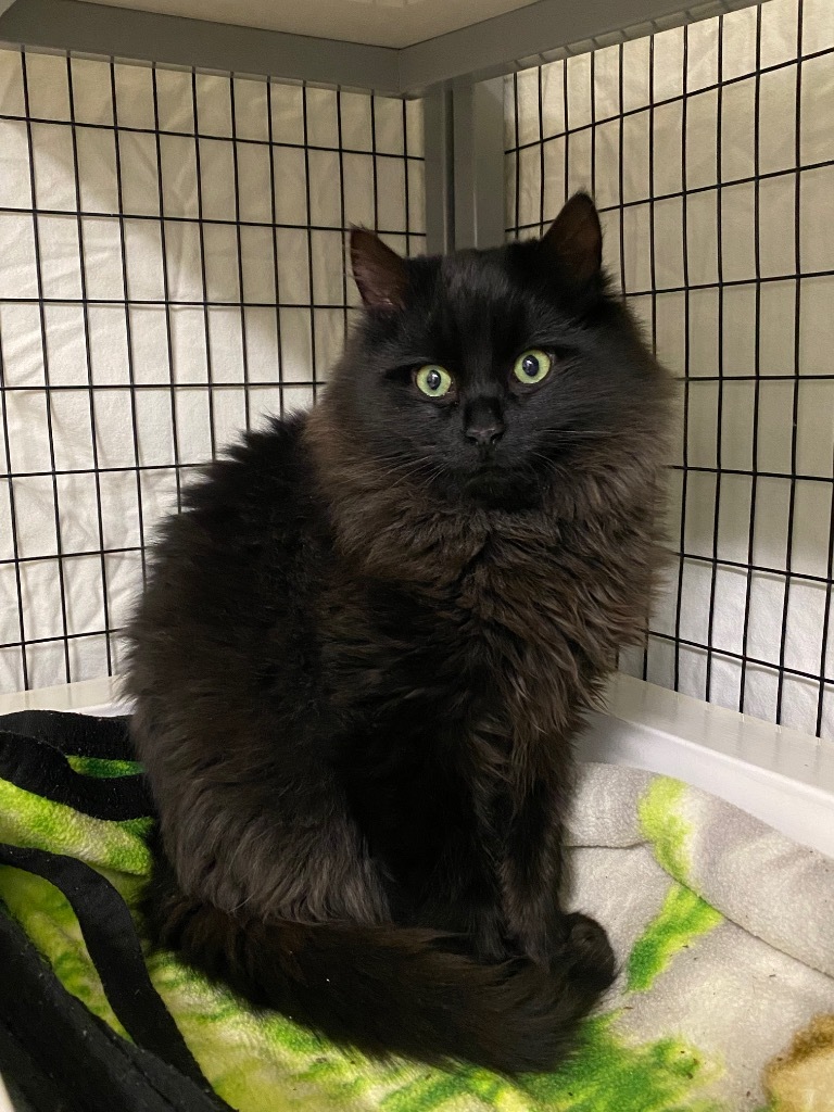 Bubbles, an adoptable Domestic Long Hair in Grants Pass, OR, 97526 | Photo Image 1