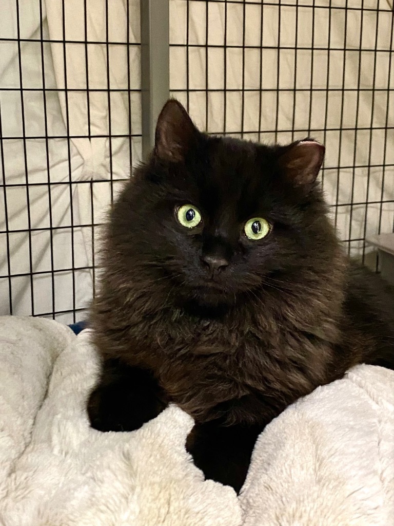 Bubbles, an adoptable Domestic Long Hair in Grants Pass, OR, 97526 | Photo Image 3