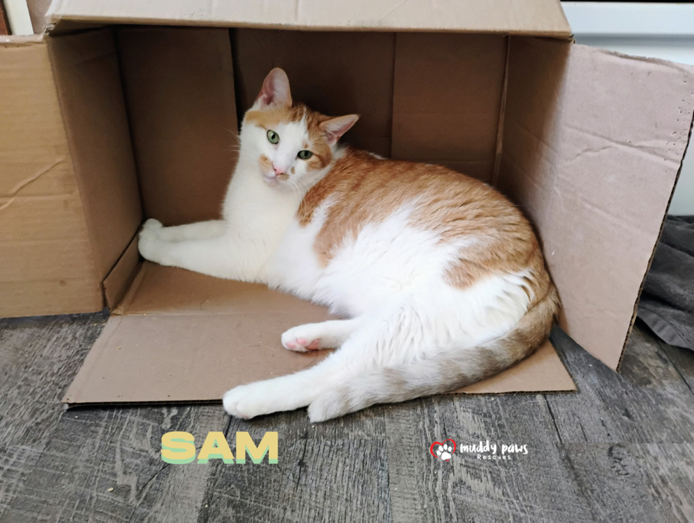 Sam, an adoptable Domestic Short Hair in Council Bluffs, IA, 51503 | Photo Image 1