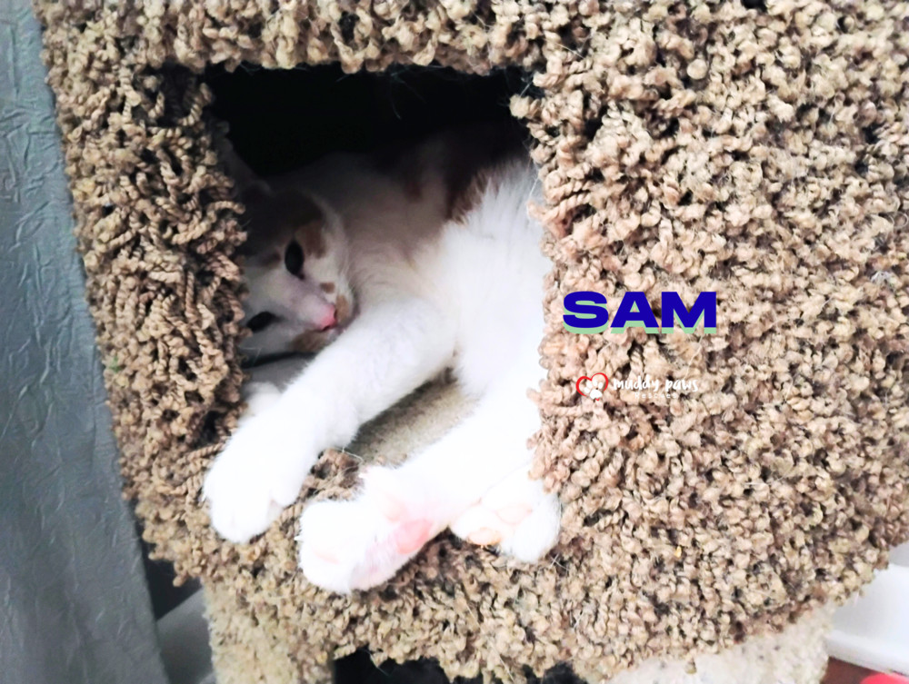 Sam, an adoptable Domestic Short Hair in Council Bluffs, IA, 51503 | Photo Image 2