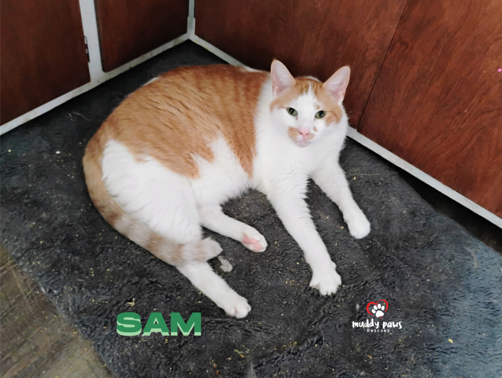 Sam, an adoptable Domestic Short Hair in Council Bluffs, IA, 51503 | Photo Image 3