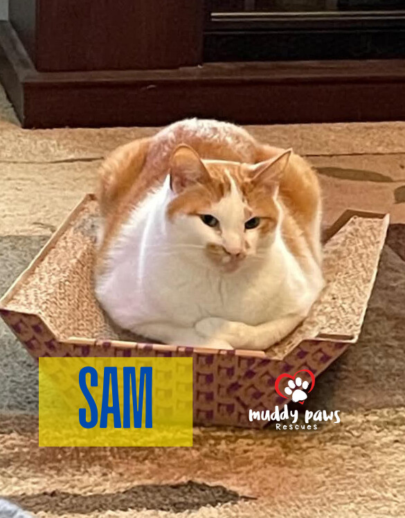 Sam, an adoptable Domestic Short Hair in Council Bluffs, IA, 51503 | Photo Image 5