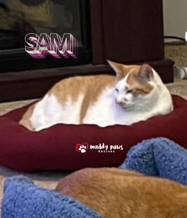 Sam, an adoptable Domestic Short Hair in Council Bluffs, IA, 51503 | Photo Image 6