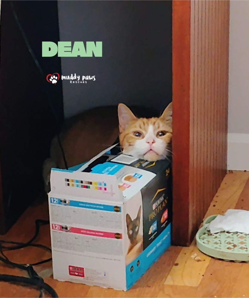 Dean, an adoptable Domestic Short Hair in Council Bluffs, IA, 51503 | Photo Image 1