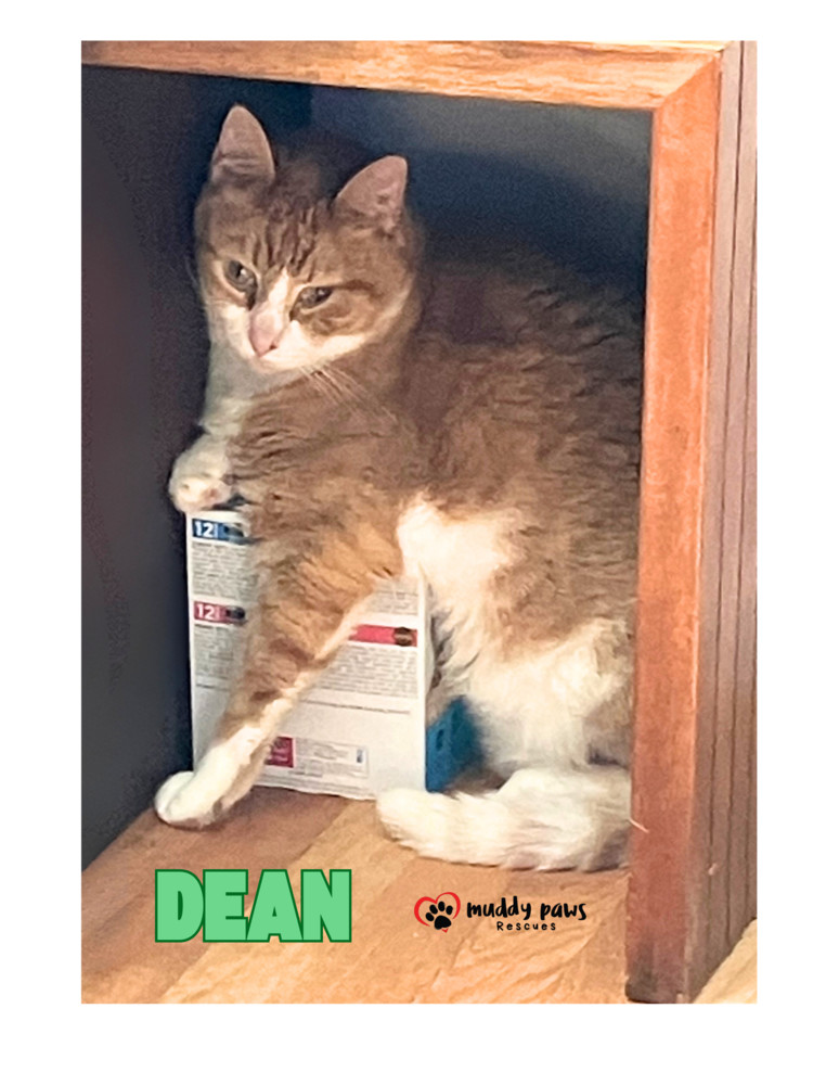 Dean, an adoptable Domestic Short Hair in Council Bluffs, IA, 51503 | Photo Image 2