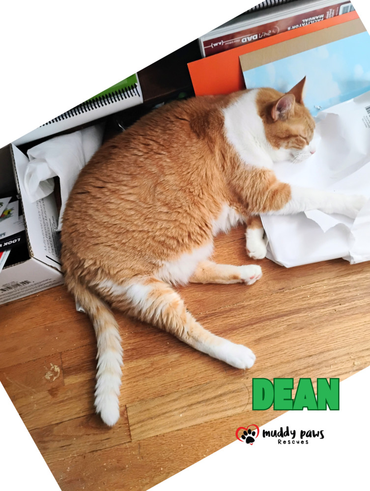 Dean, an adoptable Domestic Short Hair in Council Bluffs, IA, 51503 | Photo Image 3