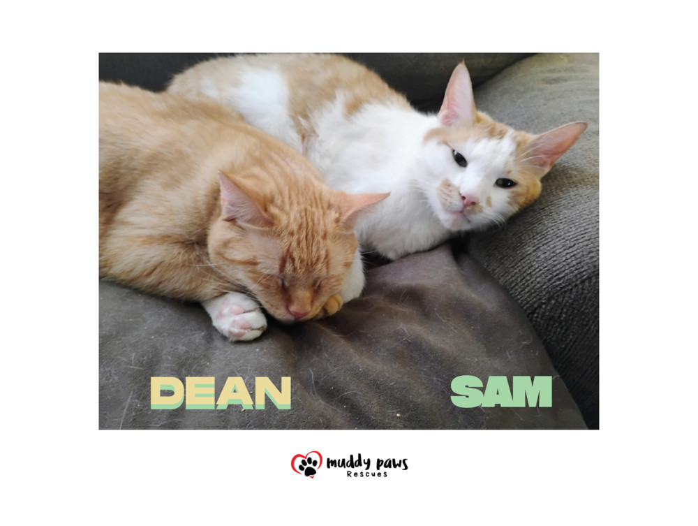Dean, an adoptable Domestic Short Hair in Council Bluffs, IA, 51503 | Photo Image 4