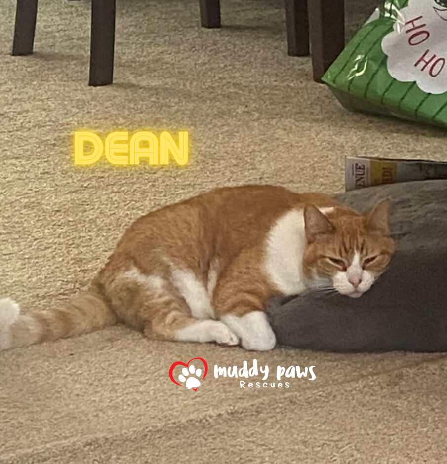 Dean, an adoptable Domestic Short Hair in Council Bluffs, IA, 51503 | Photo Image 5