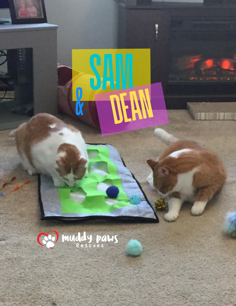 Dean, an adoptable Domestic Short Hair in Council Bluffs, IA, 51503 | Photo Image 6